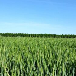 Masía zona Venecia 16