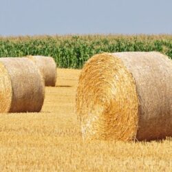 Masía zona Venecia 17